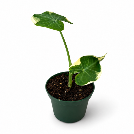 Alocasia Mickey Mouse