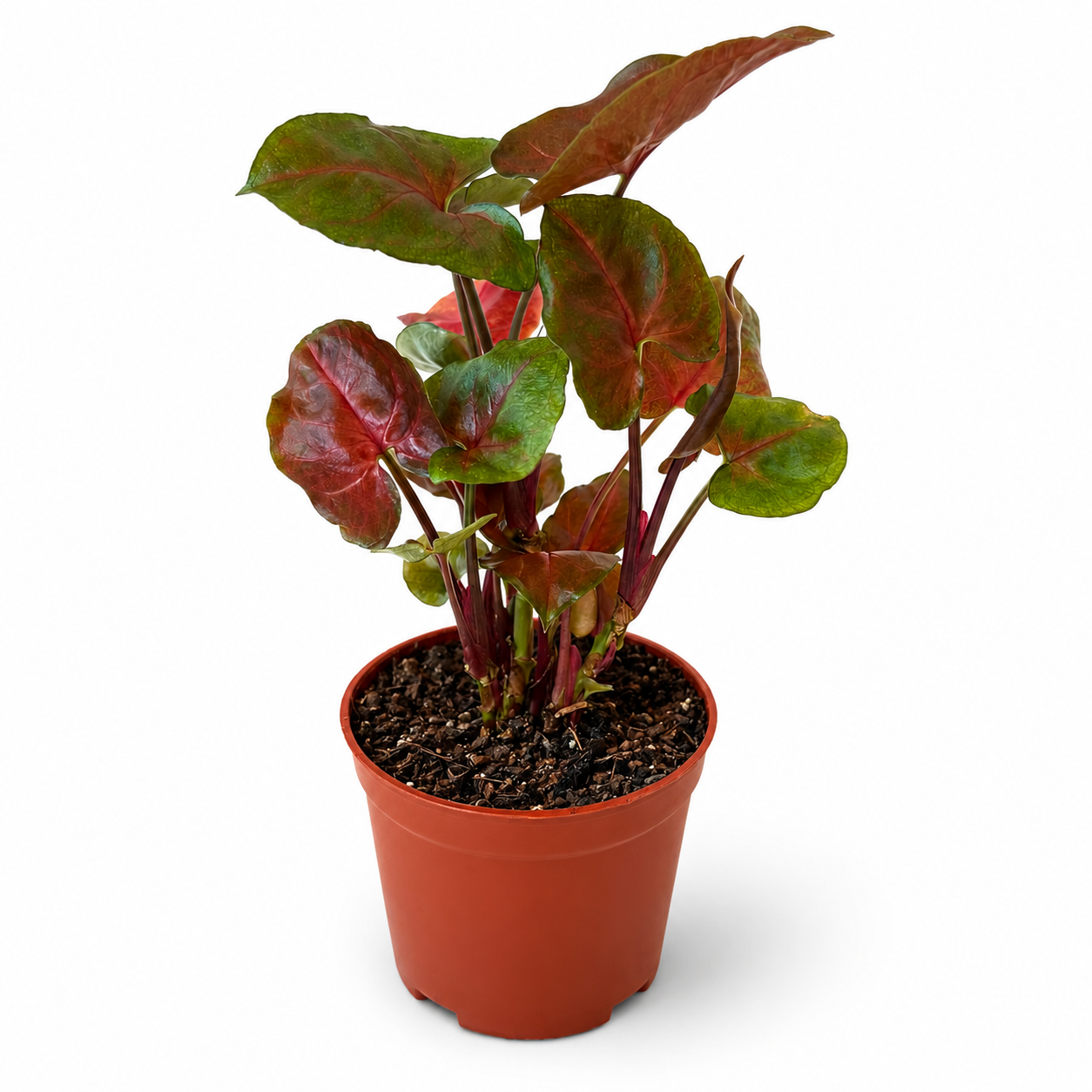 Syngonium Maria