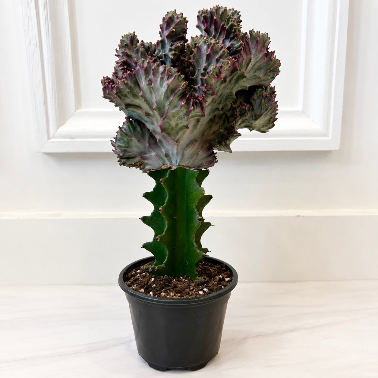 Memaid Tail Cactus Purple