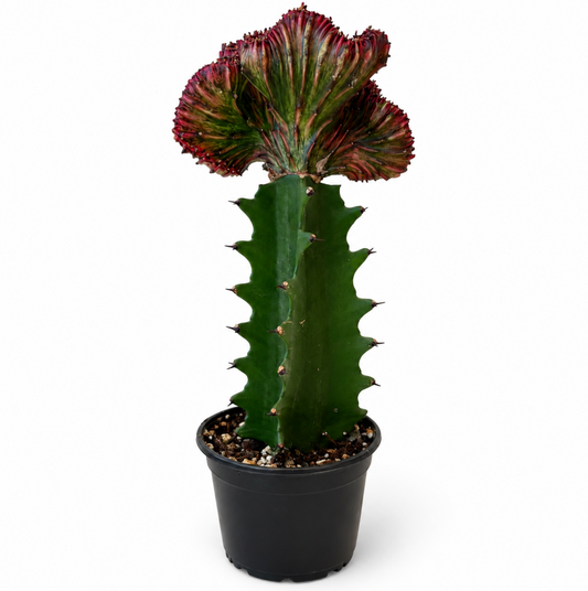Mermaid Tail Cactus Red