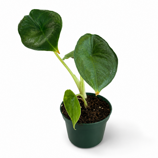 Alocasia Green Unicorn