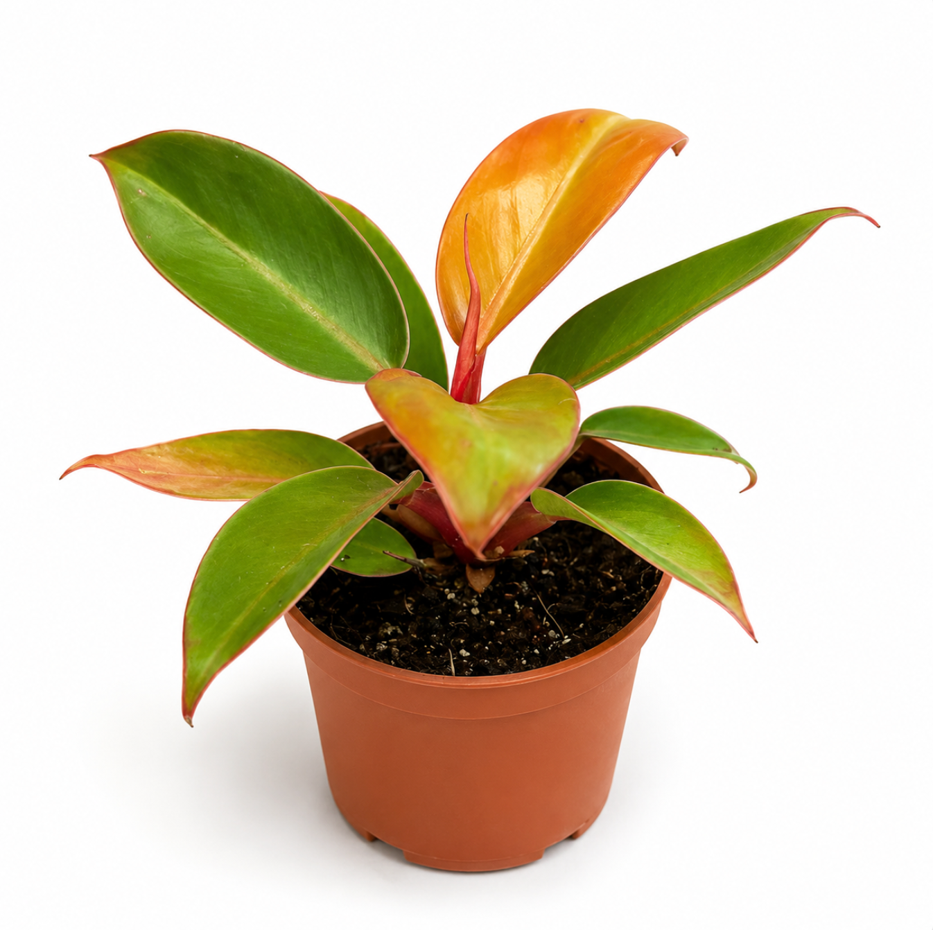Red King Philodendron